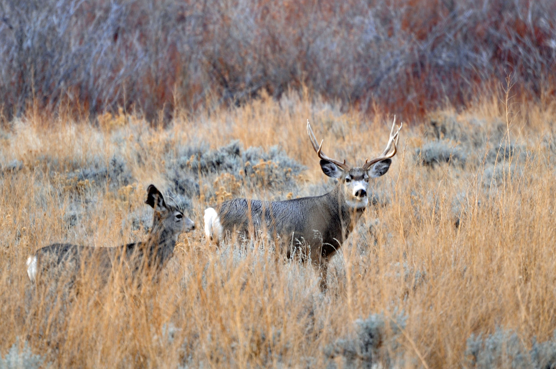 Mule deer
